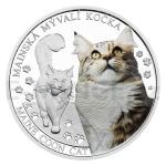 Animals and Plants 2024 - Niue 1 NZD Silver Coin Cat Breeds - Maine Coon - Proof