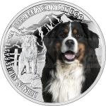 Bester Freund des Menschen - Hund 2015 - Niue 1 NZD Berner Sennenhund - PP