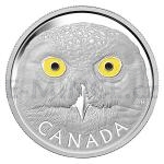 Kanada 2014 - Kanada 250 $ - Sovice Snn / Snowy Owl - proof